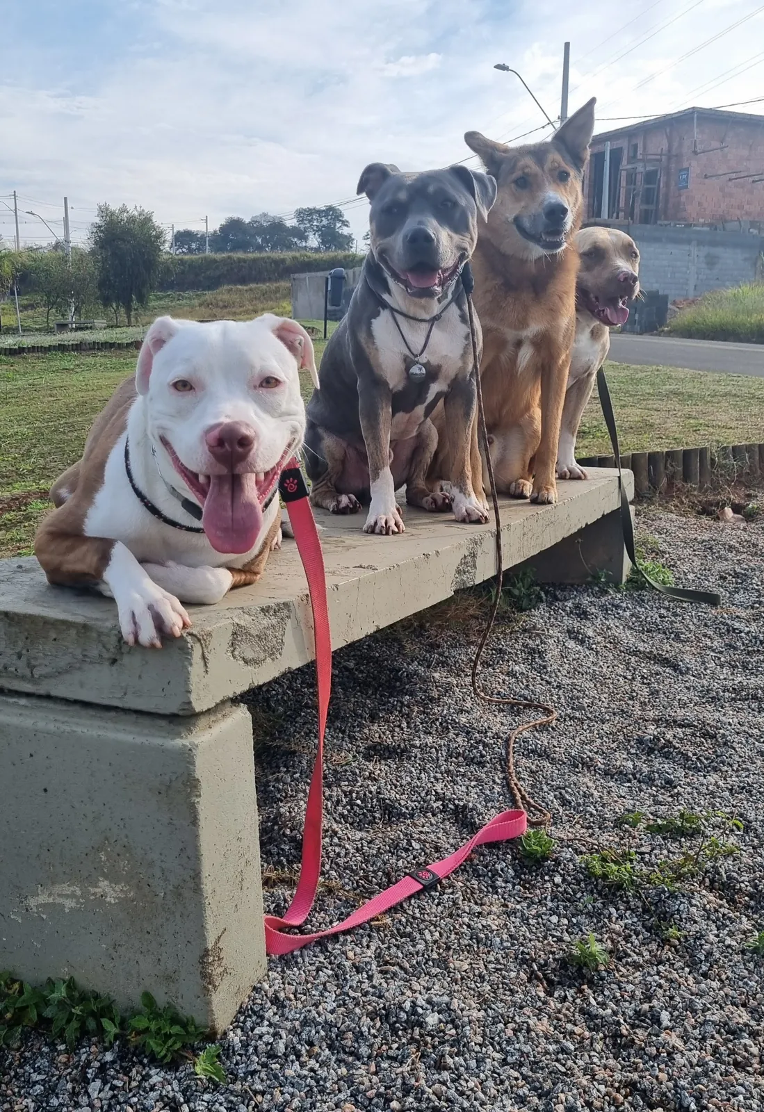 Quatro cães sentados e deitados lado a lado num banco de concreto, esperando juntos