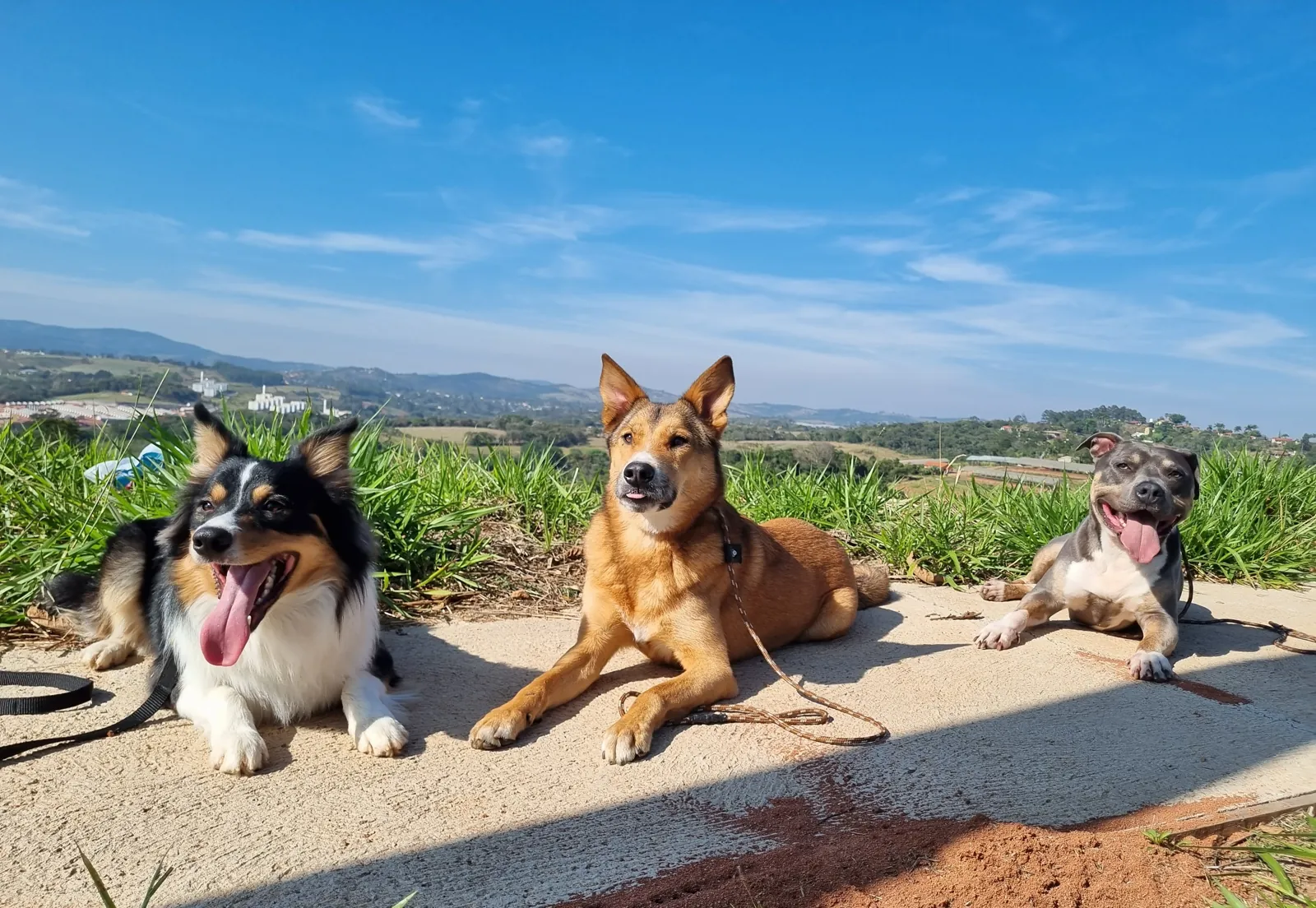 Três cães deitados lado a lado, com o vale e a serra ao fundo