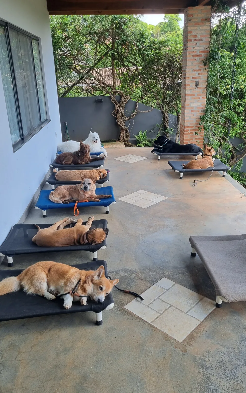 Cães descansando em caminhas enfileiradas na varanda coberta